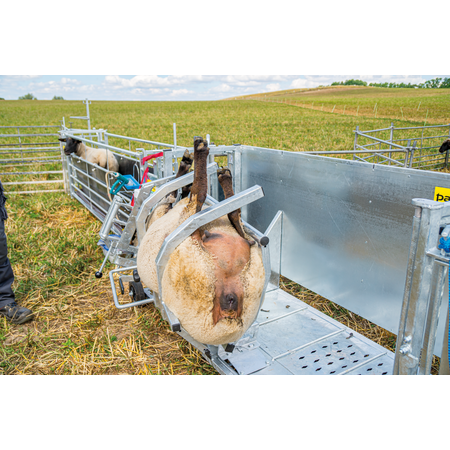 Patura Behandlungsstand für Schafe - Typ L